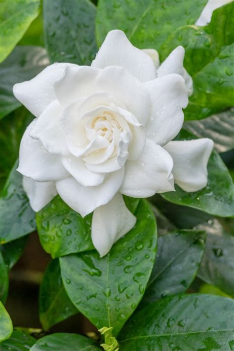 most fragrant gardenia variety.